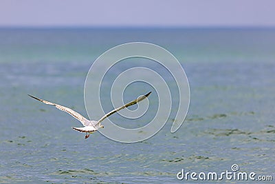 White seagull flyong over the Baltic Sea Stock Photo