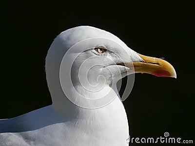 Adult Seagull / Herring gull portrait head and face looking right Stock Photo