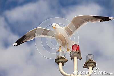 White seagull hunting on the blue cloudy sky background Stock Photo
