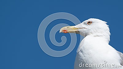 White seagull portrait against blue sky. Copy space on left. Stock Photo