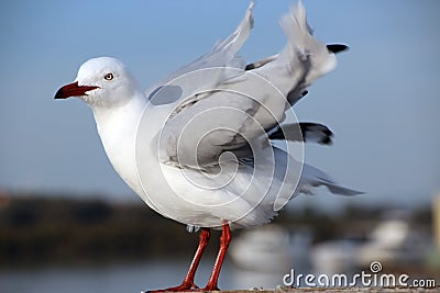 White Seagull Shaking Wing Feathers Stock Photo