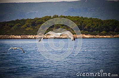 Seagulls flock on Island Hvar, Adriatic sea, Croatia Stock Photo