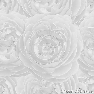 White seamless monochrome pattern with roses. Stock Photo
