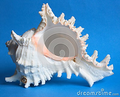 White Seashell Stock Photo