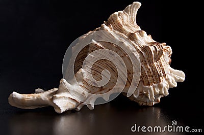 White seashell Stock Photo