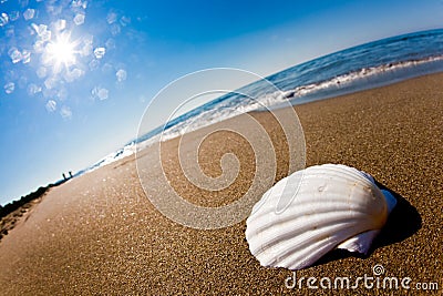 White seashell on a beach Stock Photo