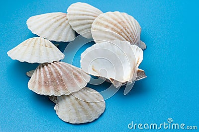 White seashell on blue Stock Photo