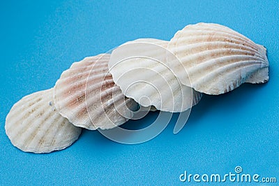 White seashell on blue close up Stock Photo