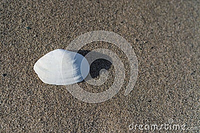 White Seashell Clam Sand Backdrop Stock Photo