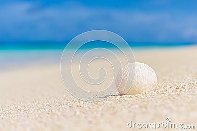 White seashell in the sand on the beach Stock Photo
