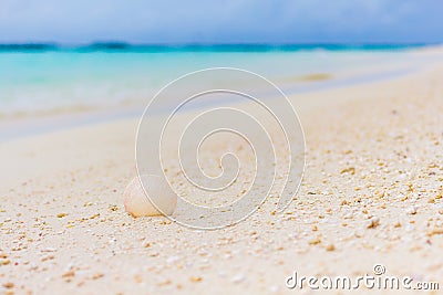 White seashell in the sand on the beach Stock Photo