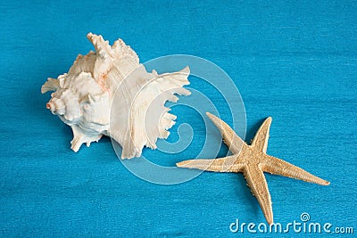 White seashell and starfish Stock Photo