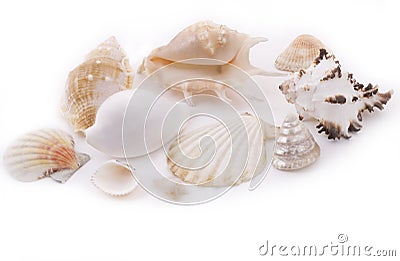 White seashells Stock Photo
