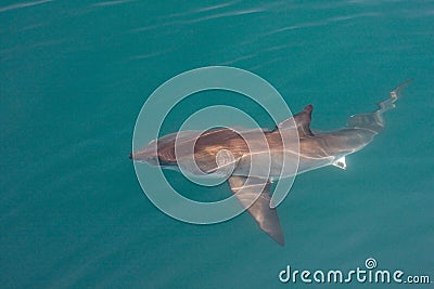 White shark Stock Photo