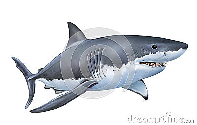 White shark Cartoon Illustration