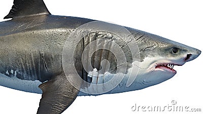 White shark marine predator big, side view Stock Photo