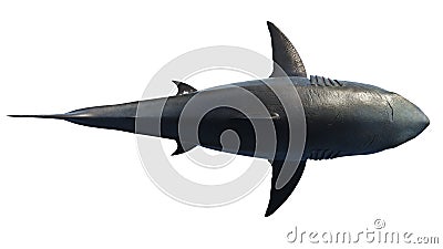 White shark marine predator big, top view Stock Photo