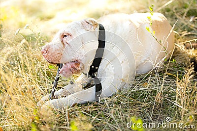 White Sharpay dog biting stick Stock Photo