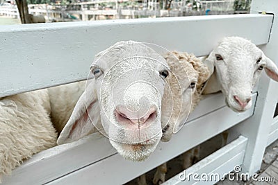 White sheep crowd in the classic farm, Thailand Stock Photo