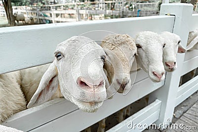 White sheep crowd in the classic farm, Thailand Stock Photo