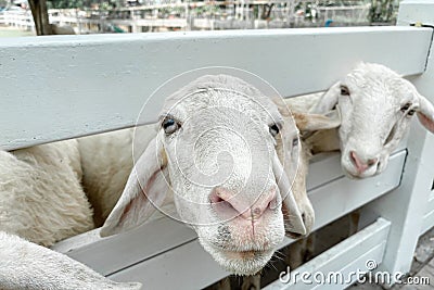 White sheep crowd in the classic farm, Thailand Stock Photo