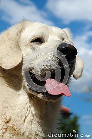 White sheep-dog Stock Photo