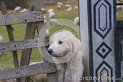 White sheep dog and sheeps on the backgound Stock Photo