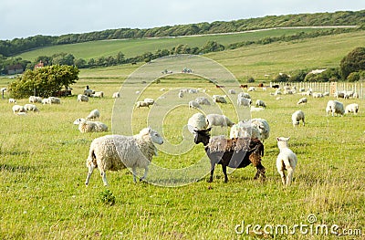 White sheep looking at ugly black sheep Stock Photo