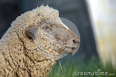 White sheep roaming on a field at sunset Stock Photo