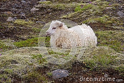 White sheep sitting on the grass in Iceland Stock Photo