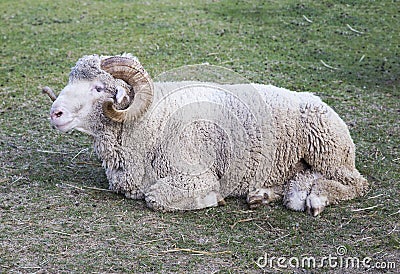 White sheep sitting Stock Photo