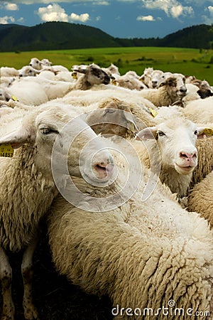 White sheep with tags Stock Photo