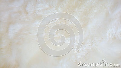 White sheep wool carpet background Stock Photo