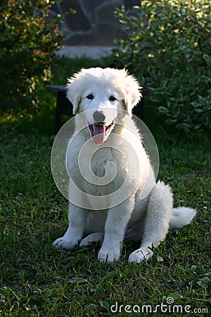 White Sheepdog puppy Portrait with tongue hanging out Stock Photo