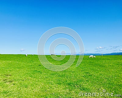 White sheeps, blue sky and green grass under sunshiny day. Stock Photo
