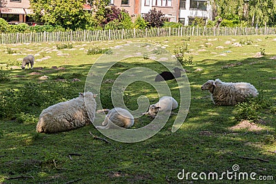 White sheeps, lambs and a black sheep grazing in the city meadows of uccle Stock Photo