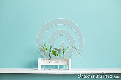 White shelf against pastel turquoise wall with Collection of various plant cuttings test tubes Stock Photo