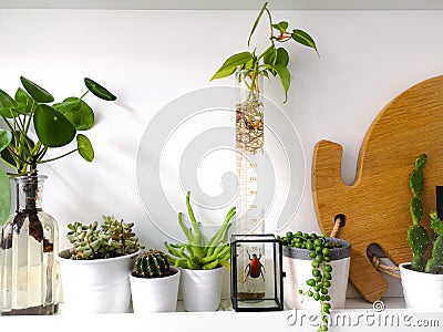 White shelf with multiple succulents plants and framed taxidermy insect art of a colorful red beetle Stock Photo