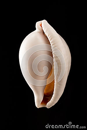 White Shell Stock Photo