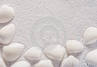 White shells close up on white Stock Photo