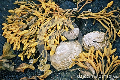 White shells and seaweed bladder wrack on the stones of Norwegian sea coast Stock Photo
