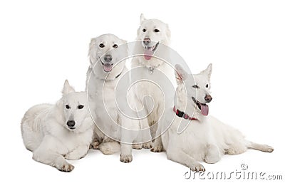 White Shepherd Dog (1 year old) Stock Photo