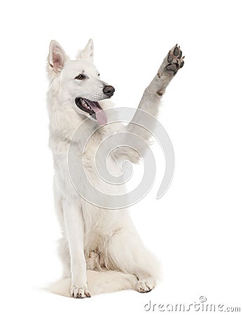 White Shepherd Dog (1 year old) Stock Photo