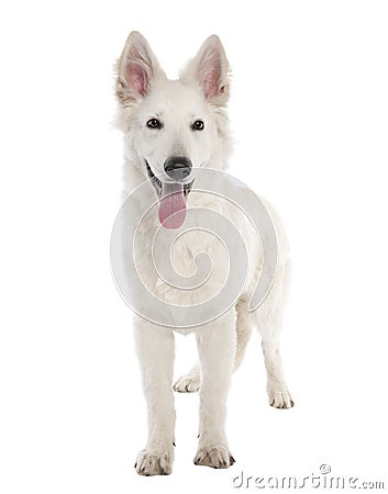 White Shepherd Dog puppy (5 months old) Stock Photo