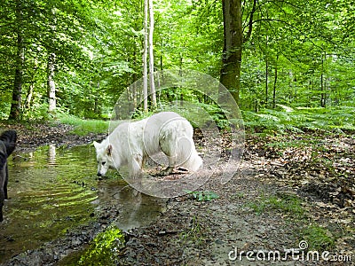 White shepherd in forest Stock Photo