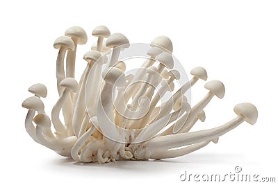 White Shimeji mushrooms Stock Photo