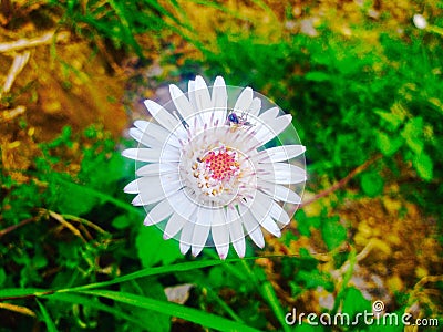 White shiney pink flowers Stock Photo