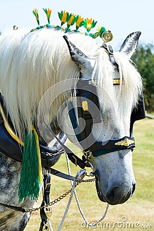 White shire horse portrait Stock Photo