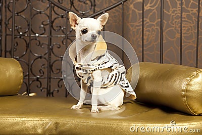 White short hair Chihuahua dog Stock Photo