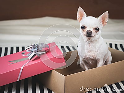 White short hair Chihuahua dog sitting in opened gift box on stripe cloth indoor , smiling and looking at camera Stock Photo